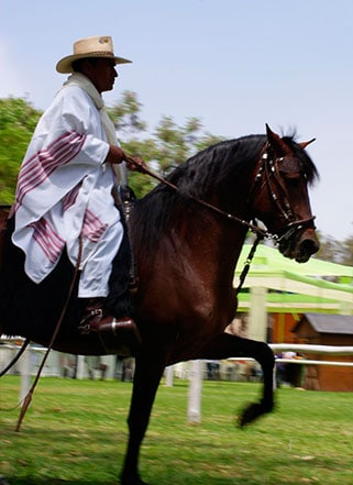 Caballero montando caballo en el campo, servicio de alquiler de caballos en Piura, experiencia ecuestre en Gonx Rent a Car Piura.